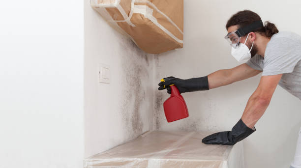 Basement Mold Remediation treatment on basement walls in Wheaton