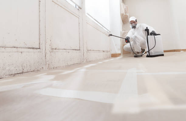 Black mold remediation team in Wheaton